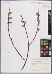Foto von Salix cinerea L.